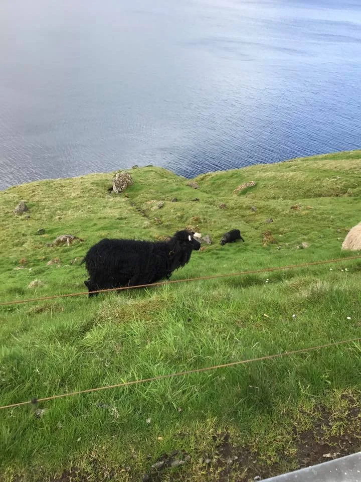 More sheep!