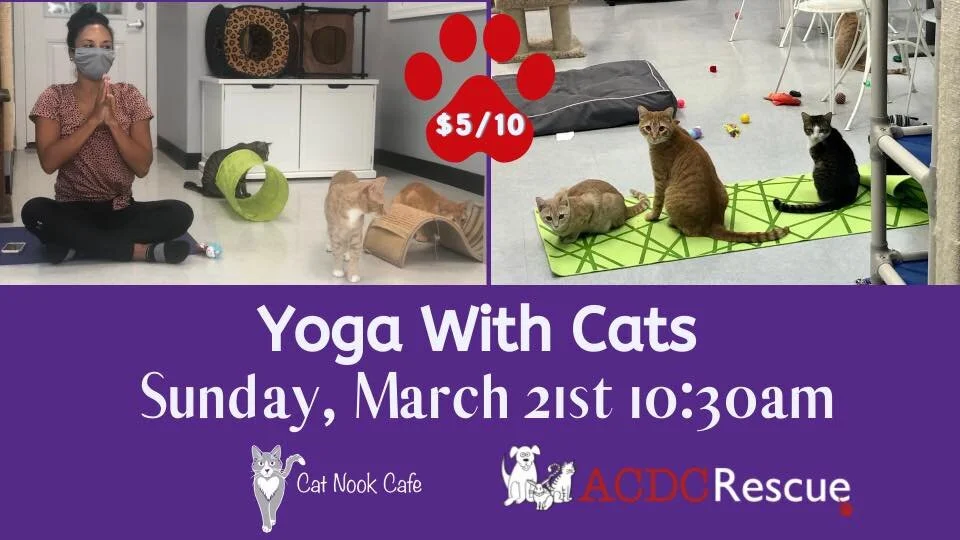 Yoga with Cats Benefiting Cat Nook Cafe