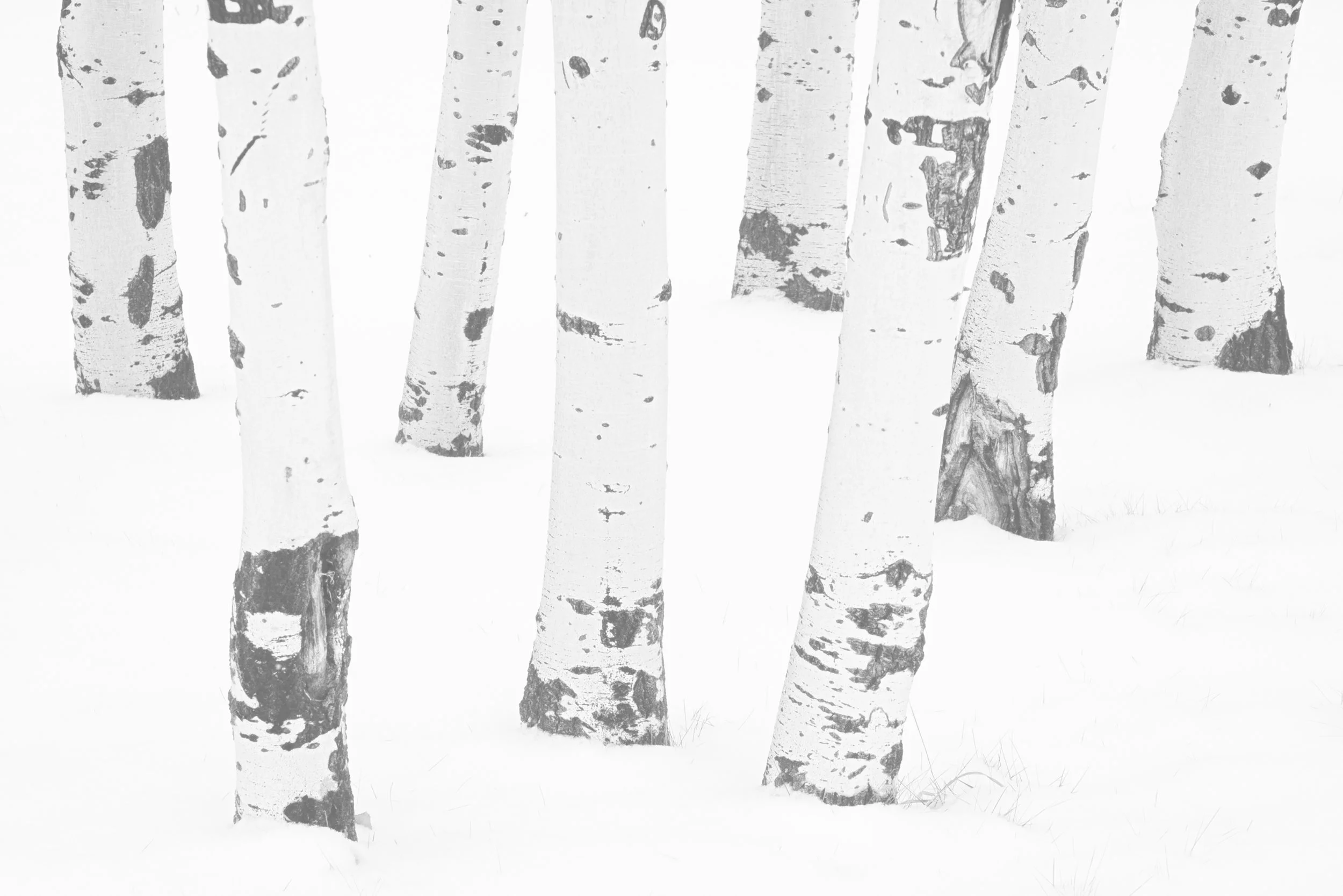 aspens-overlay.jpg