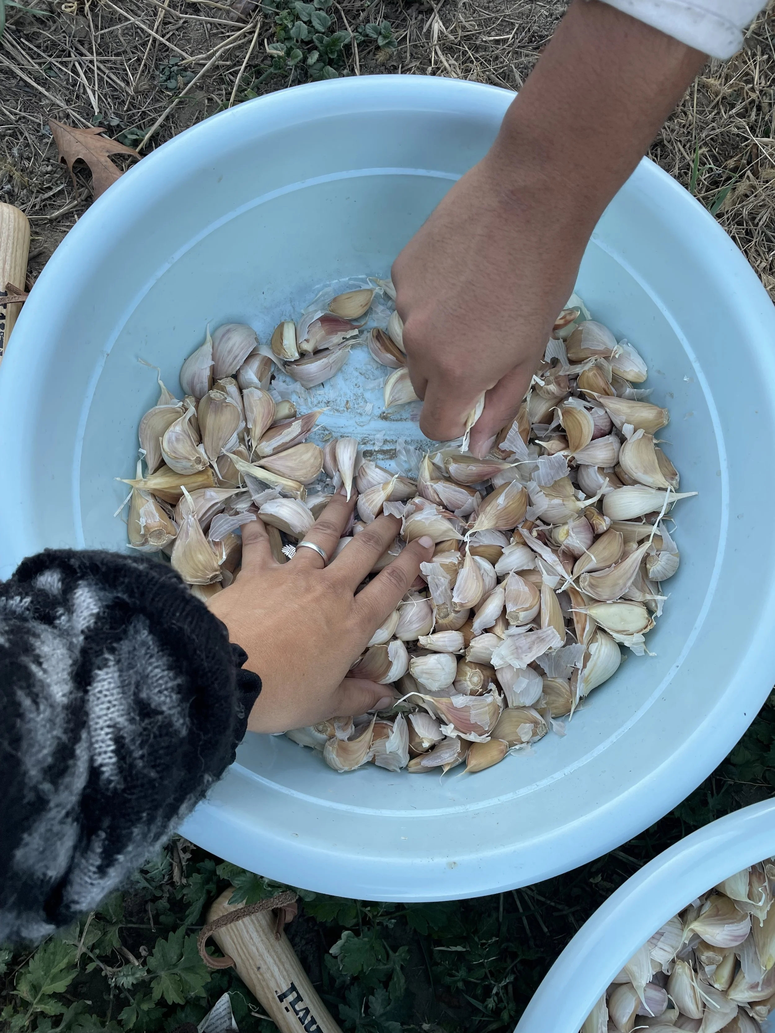 Planting Prayers-Growing Garlic: Part 2