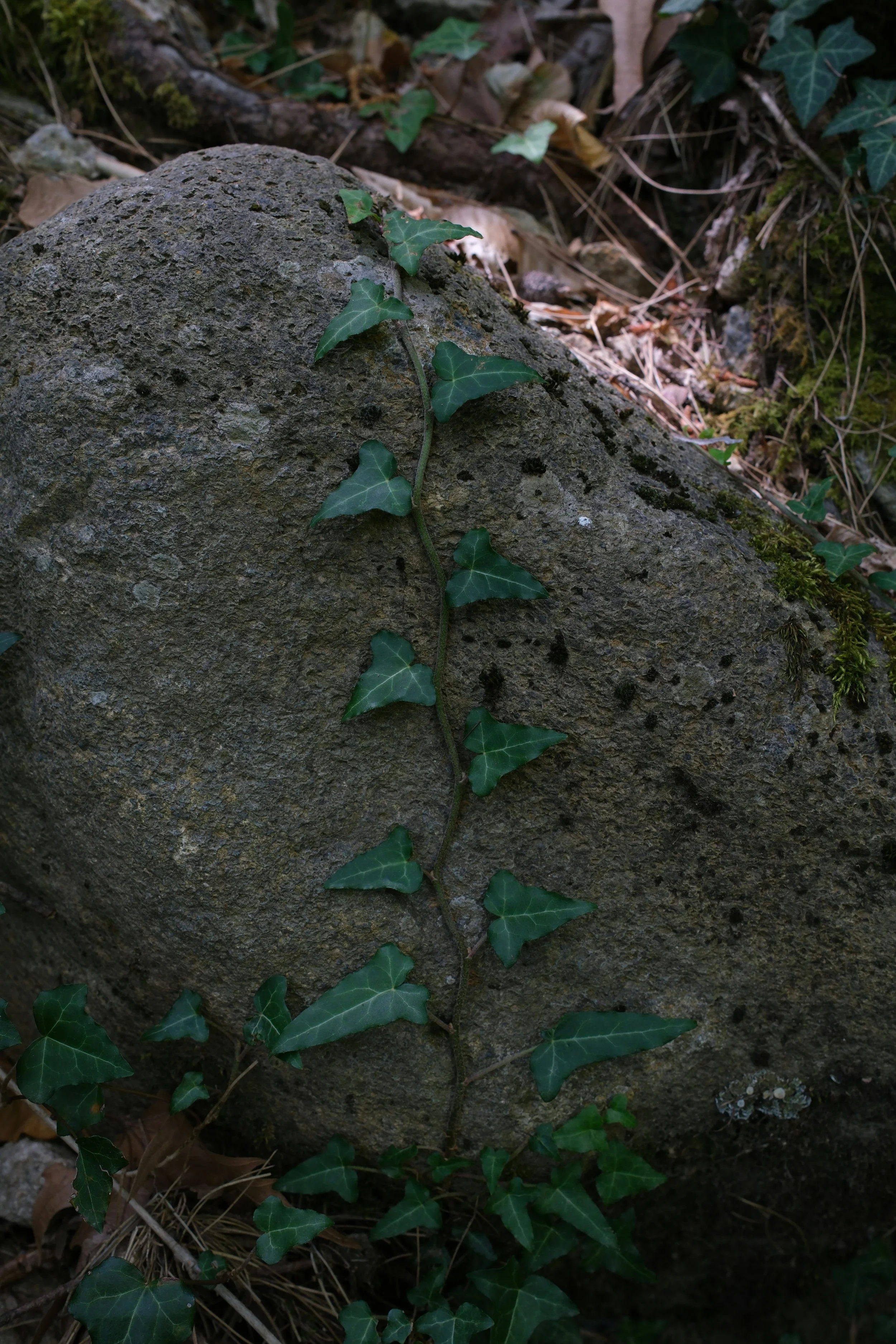 A symbol of growth, such as a small plant emerging through cracks