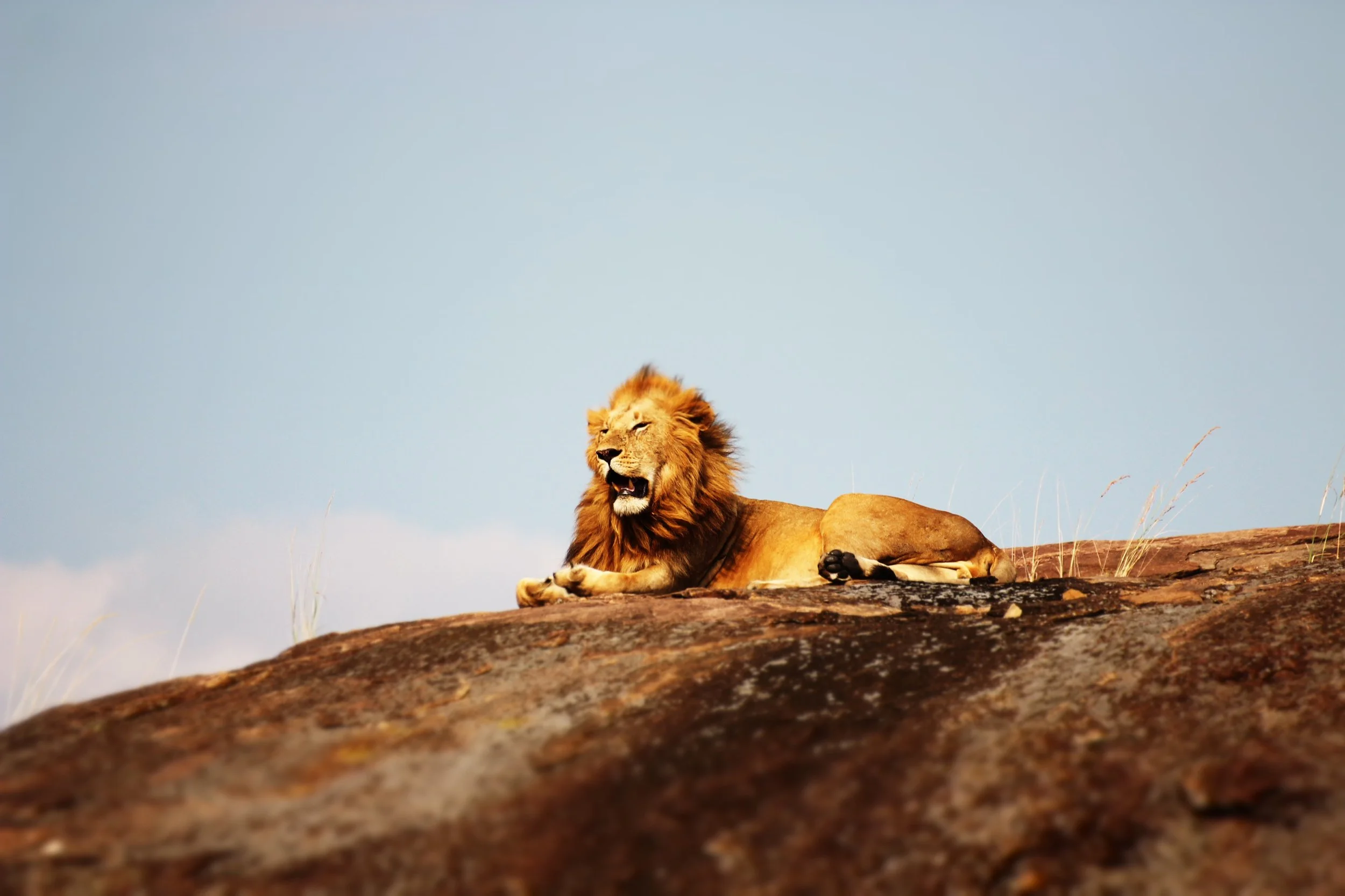 Content is King of Your Business