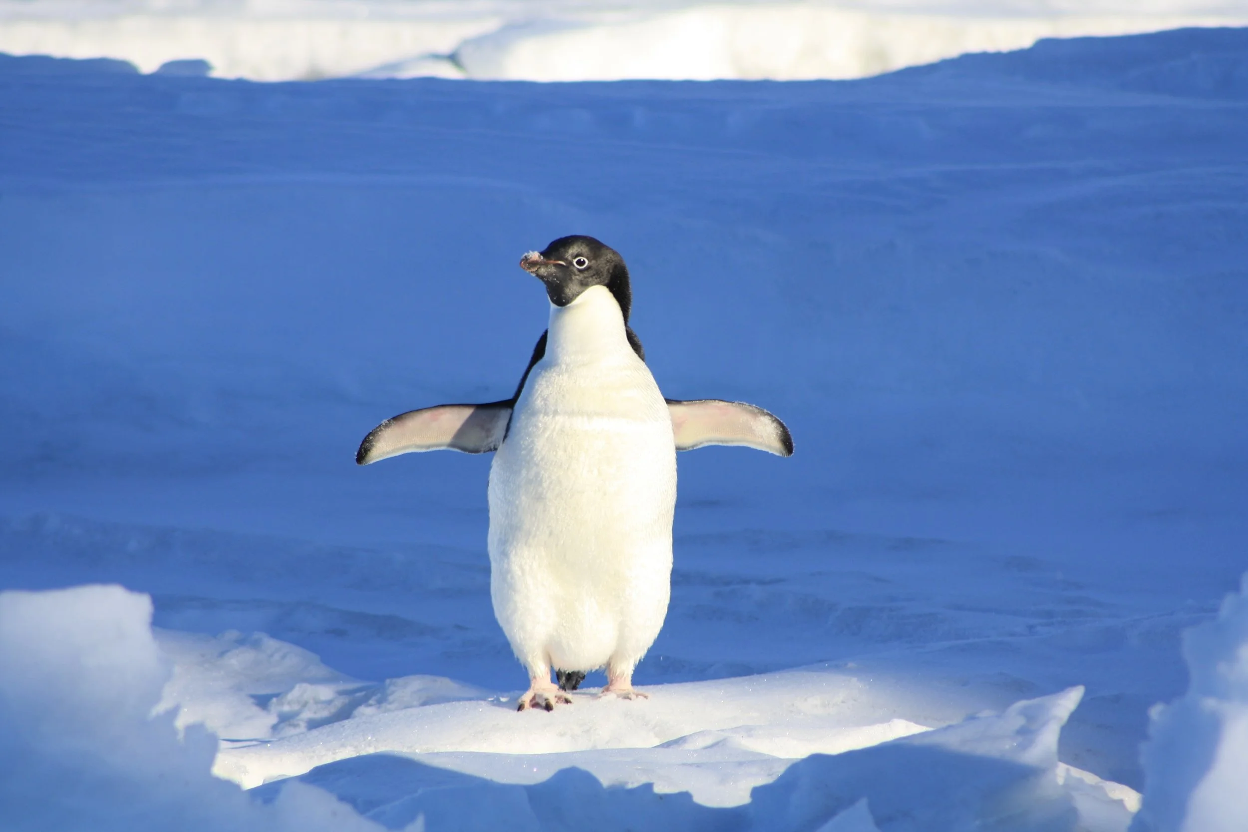 penguin-funny-blue-water-86405.jpeg