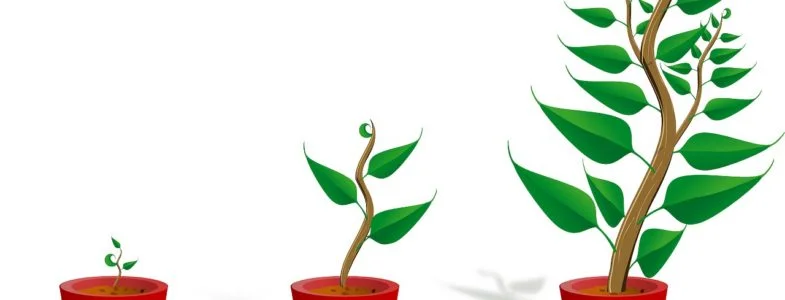 sapling-154734_1280-pixabay-785x300.jpg