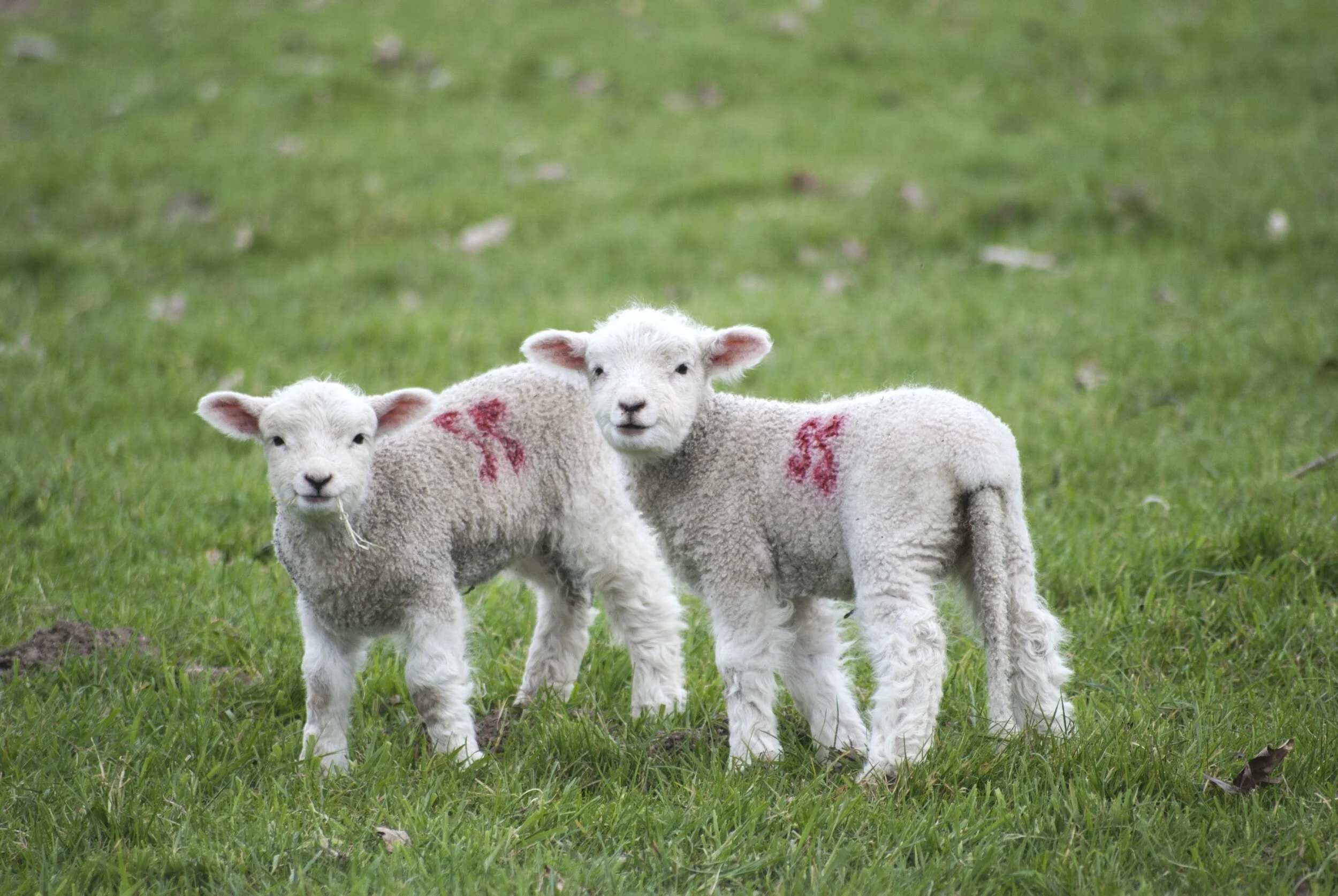 Feeding Britain: Our Food Problems and How to Fix Them