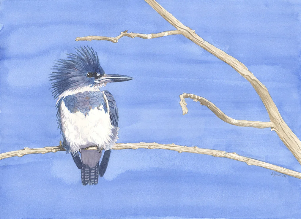 Kingfisher Megaceryle alcyon.jpg