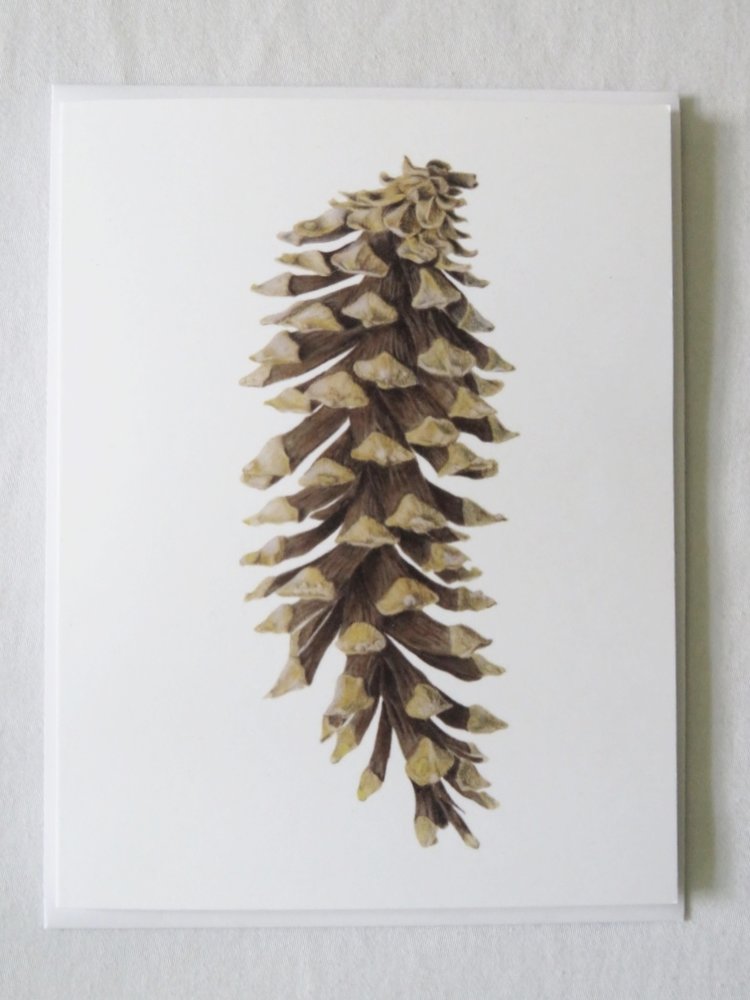 White Pine Cone , 