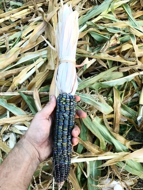FullSizeRender.jpg