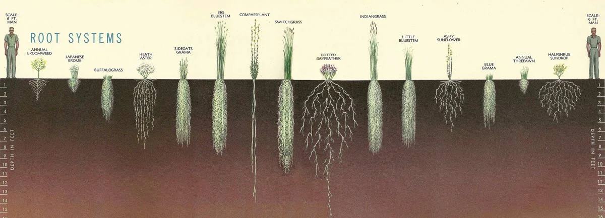 julian.dominic.witch.hazel.permaculture.jpg