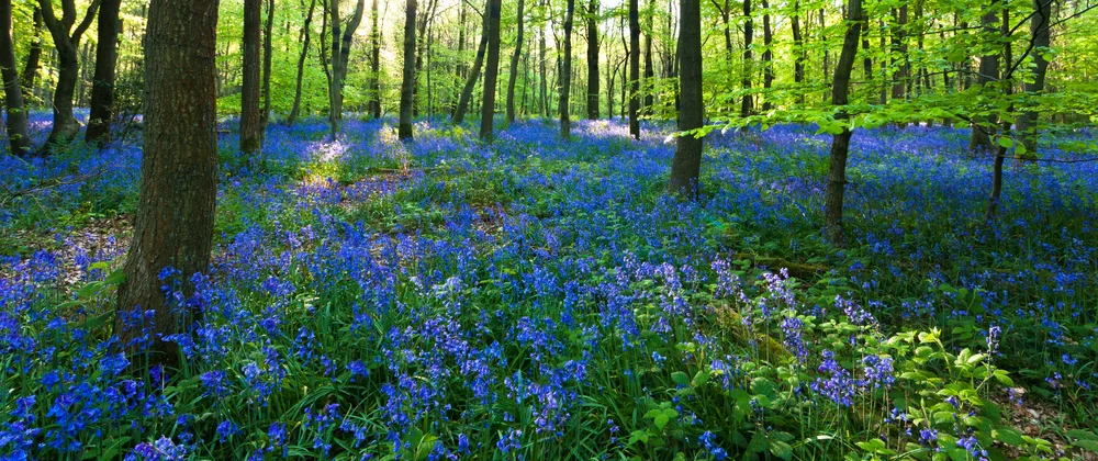 Kent Food Forest, UK - a managed ecosystem for wild and human habitat. 