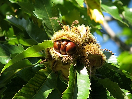 permaculture.agroforestry.portland.jpeg