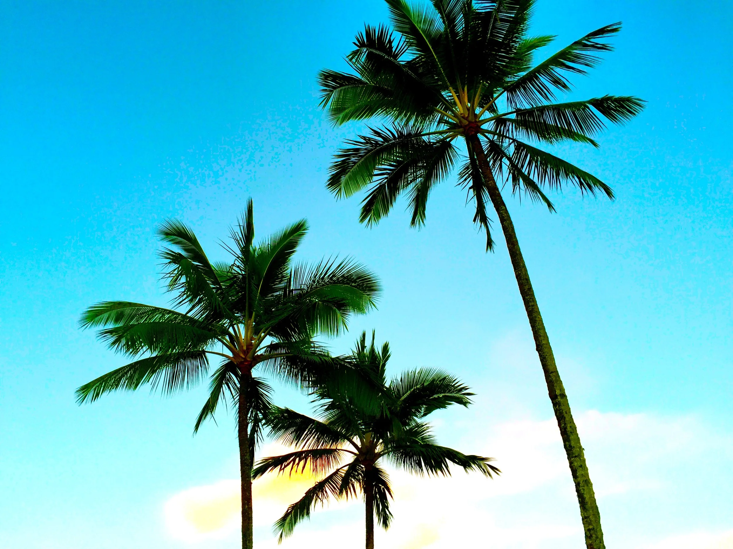 Palmtrees - tall blue sky.jpg