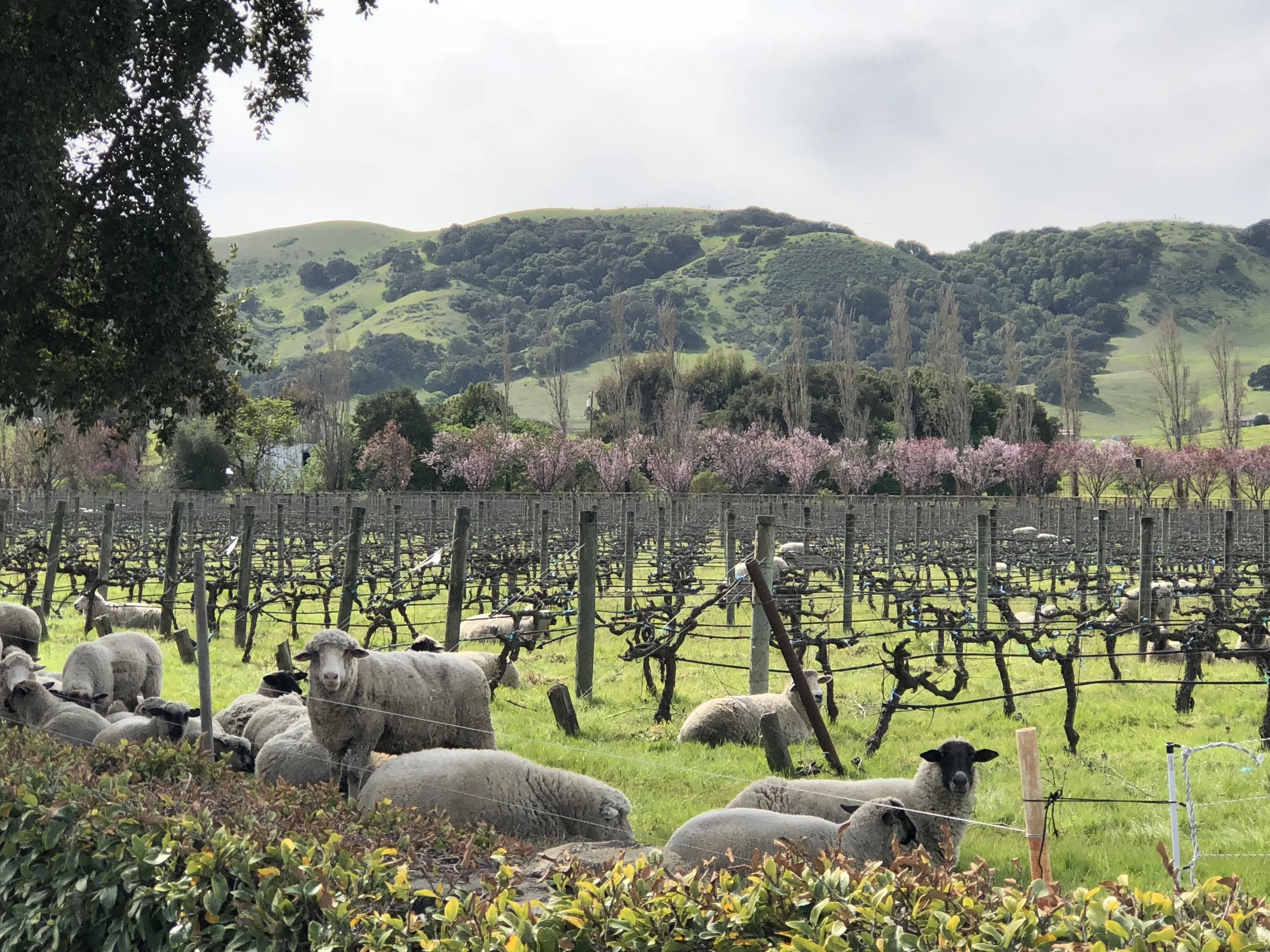 Sonoma VAlley Winecountry