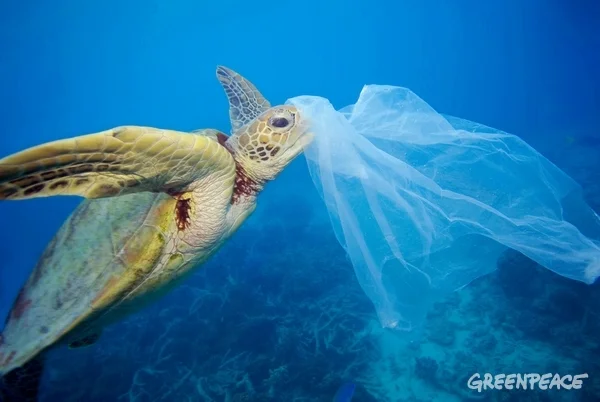 Turtle and Plastic in the Ocean. © Troy Mayne / Oceanic Imagery Publications