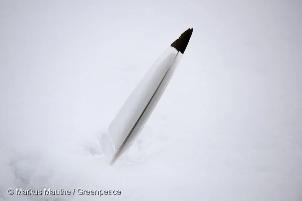 A bird feather in the Arctic. 23 August, 2012