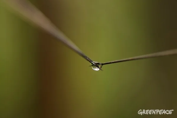 Amazon rainforest, Brazil, 2012