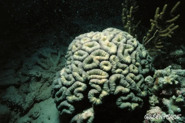 'Brain' coral, Ashmore Reef, Australia