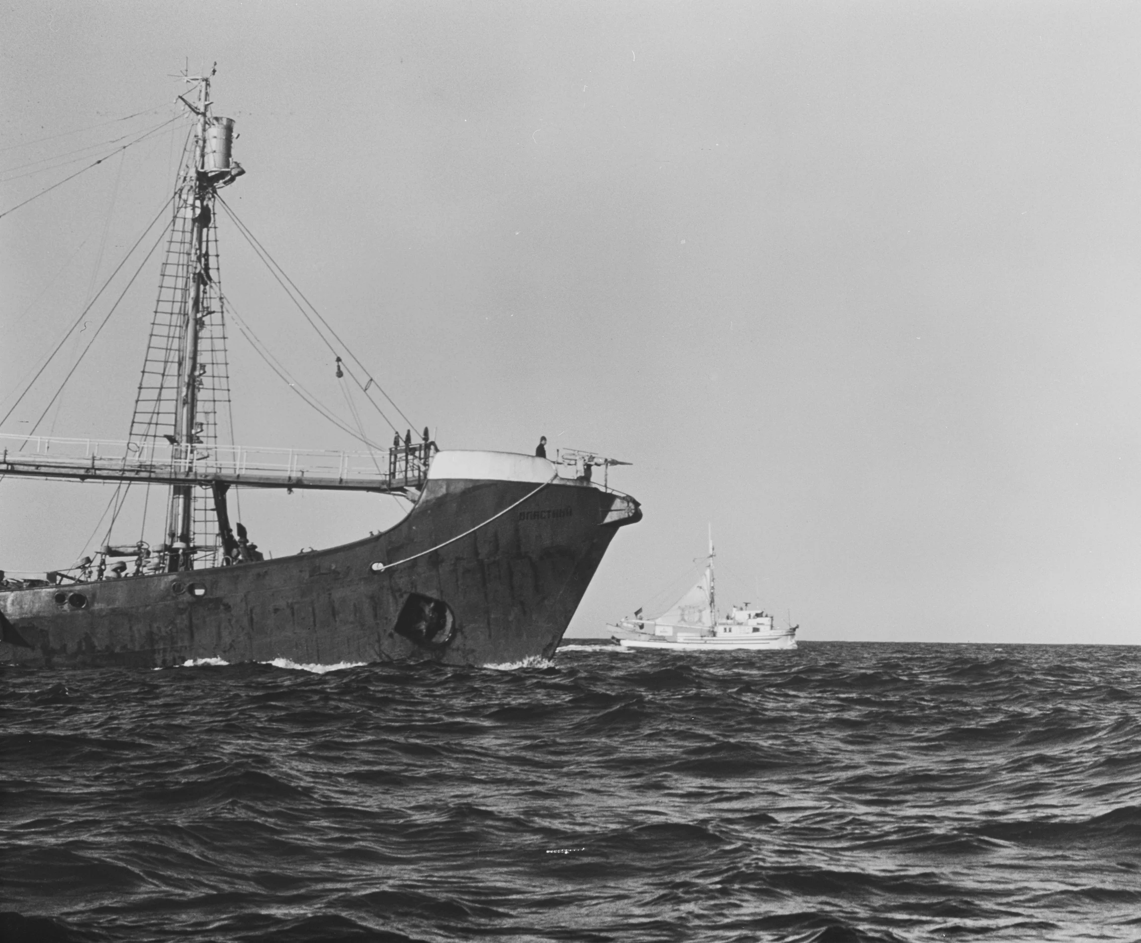 Whale Campaign