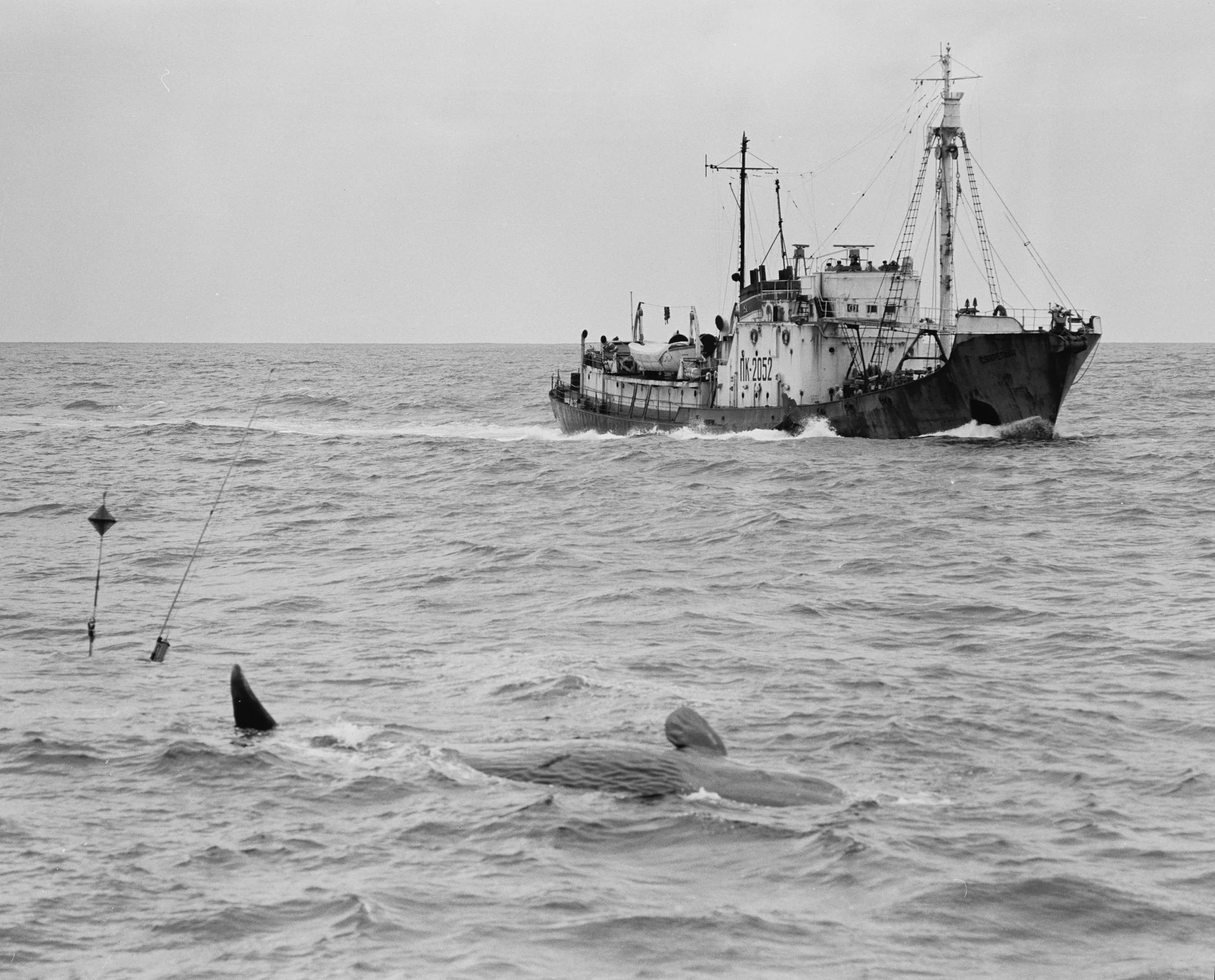 Soviet Whaling in North Pacific