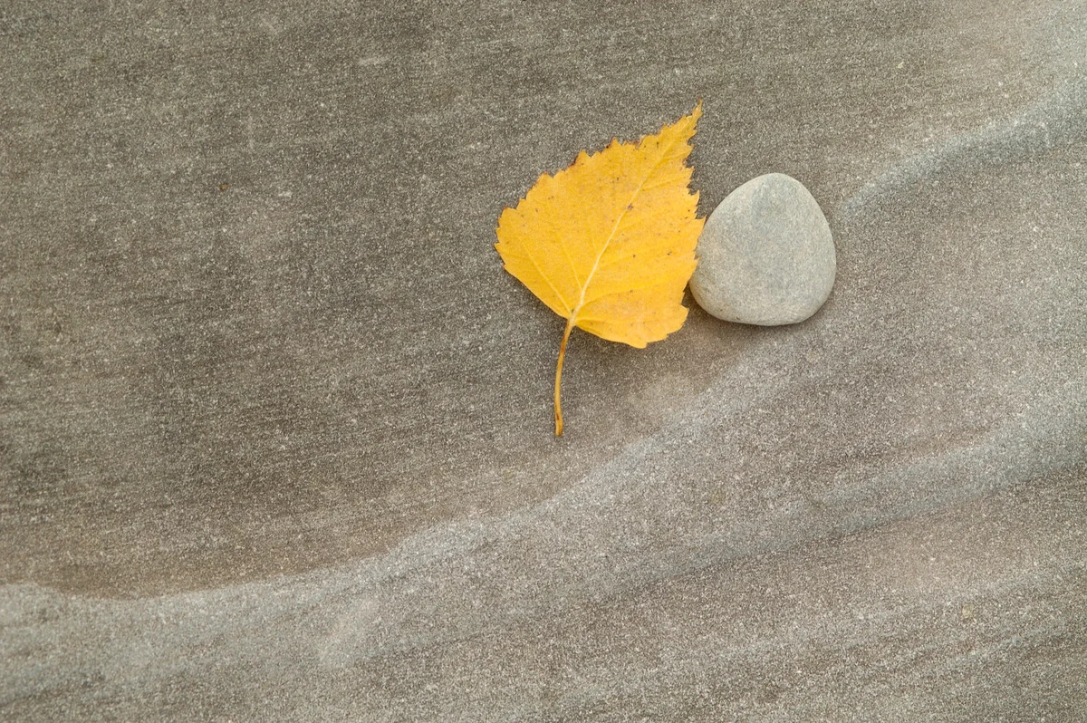 Yellow leaf next to a stone. © Markus Mauthe / Greenpeace