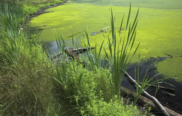 A eutrophic lake, covered in algae © Creative Commons