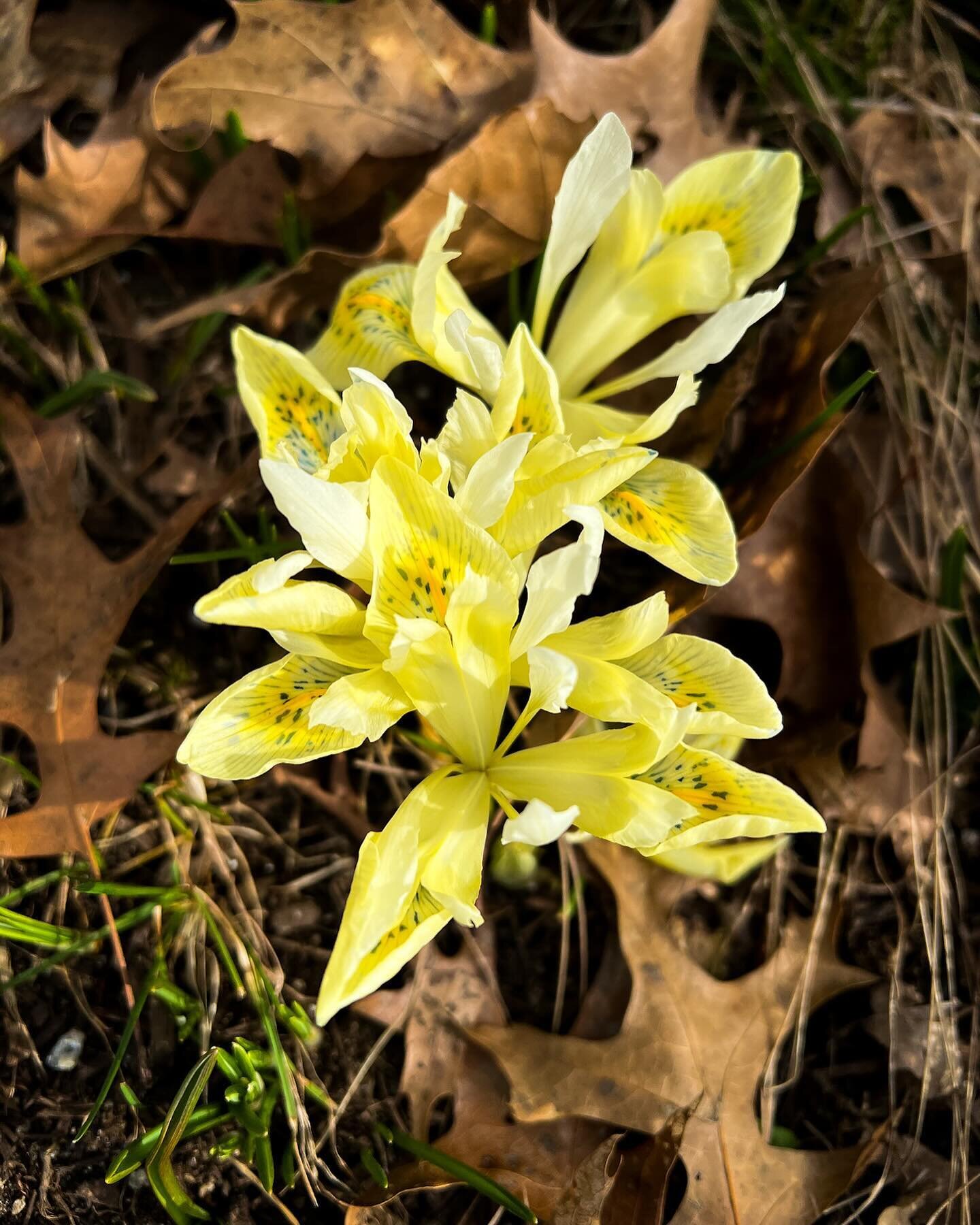 This is the third spring being greeted by Katharine Gold irises. I can&rsquo;t believe it&rsquo;s only mid February and they&rsquo;re already being pushed out by the tulips. 

The garlic is starting to bud, my first year growing it and I&rsquo;m exci