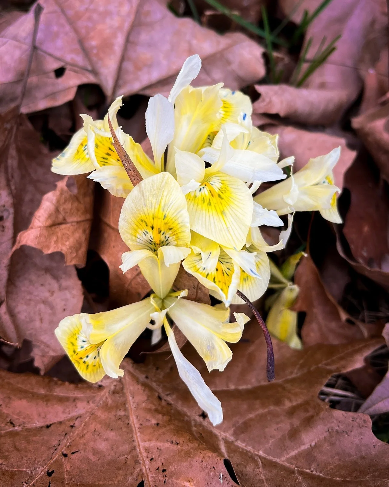 We haven&rsquo;t had snow at all this year. The winter doesn&rsquo;t feel like it happened. But like clockwork the Katharine&rsquo;s Gold irises I planted in 2020 have come up to show that spring is on the way.