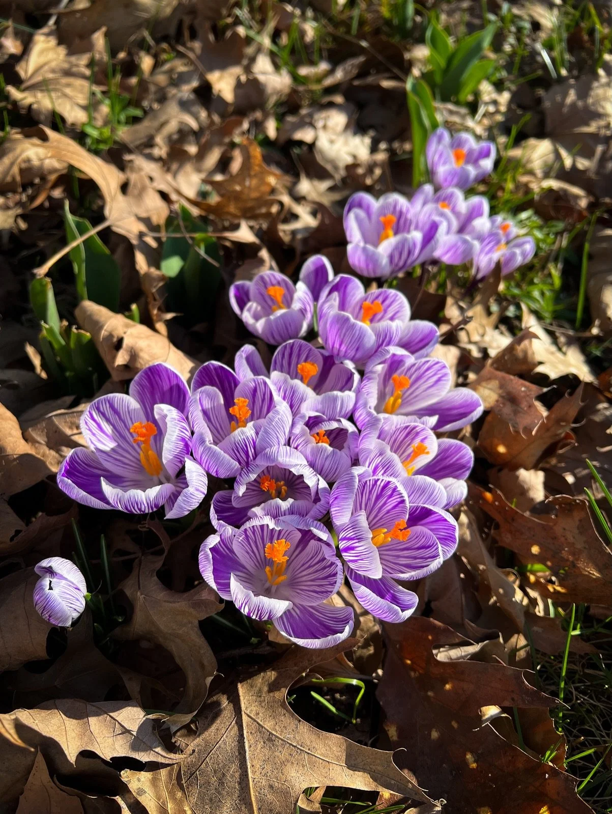 Second blooms of spring - pickwick and ruby giant crocus. 

#gardening