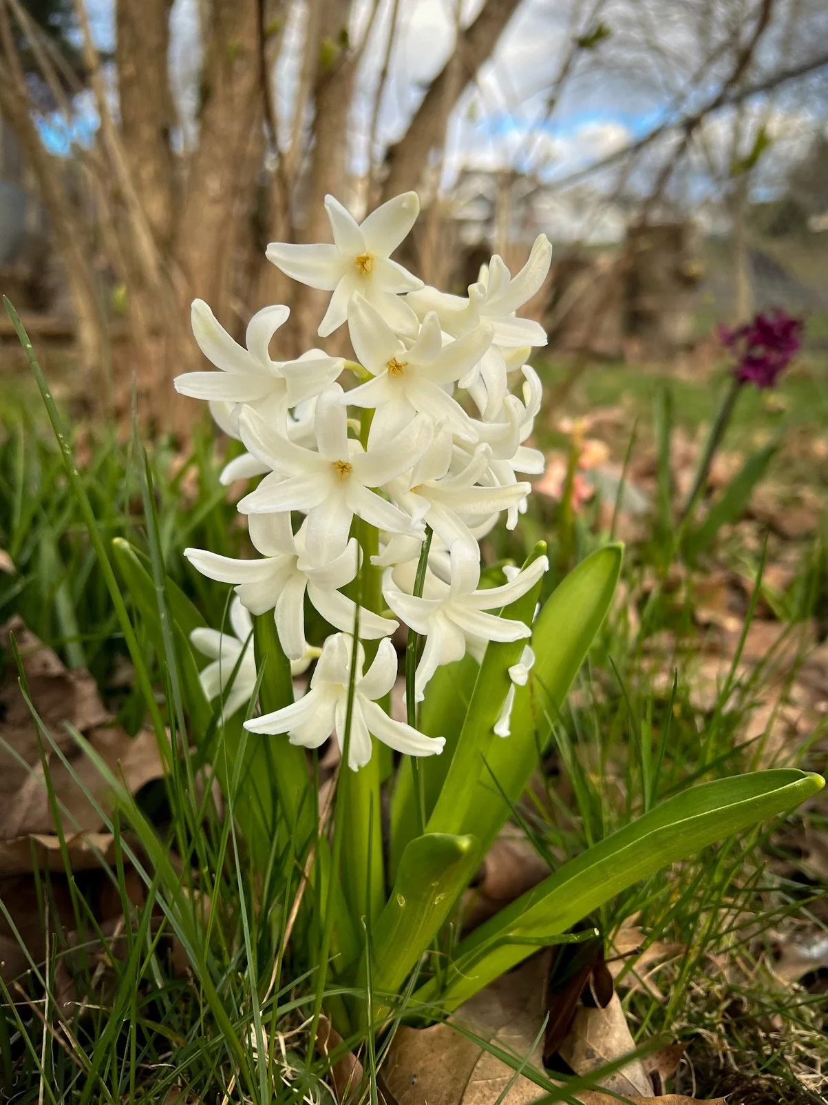 Did you know that hyacinths are named for a gay love story? Hyacinthus was a gorgeous Spartan prince who was lusted after by many including Zephyrus (god of the west wind), Boreas (god of the north wind), Thamyris (the first male mortal to love anoth