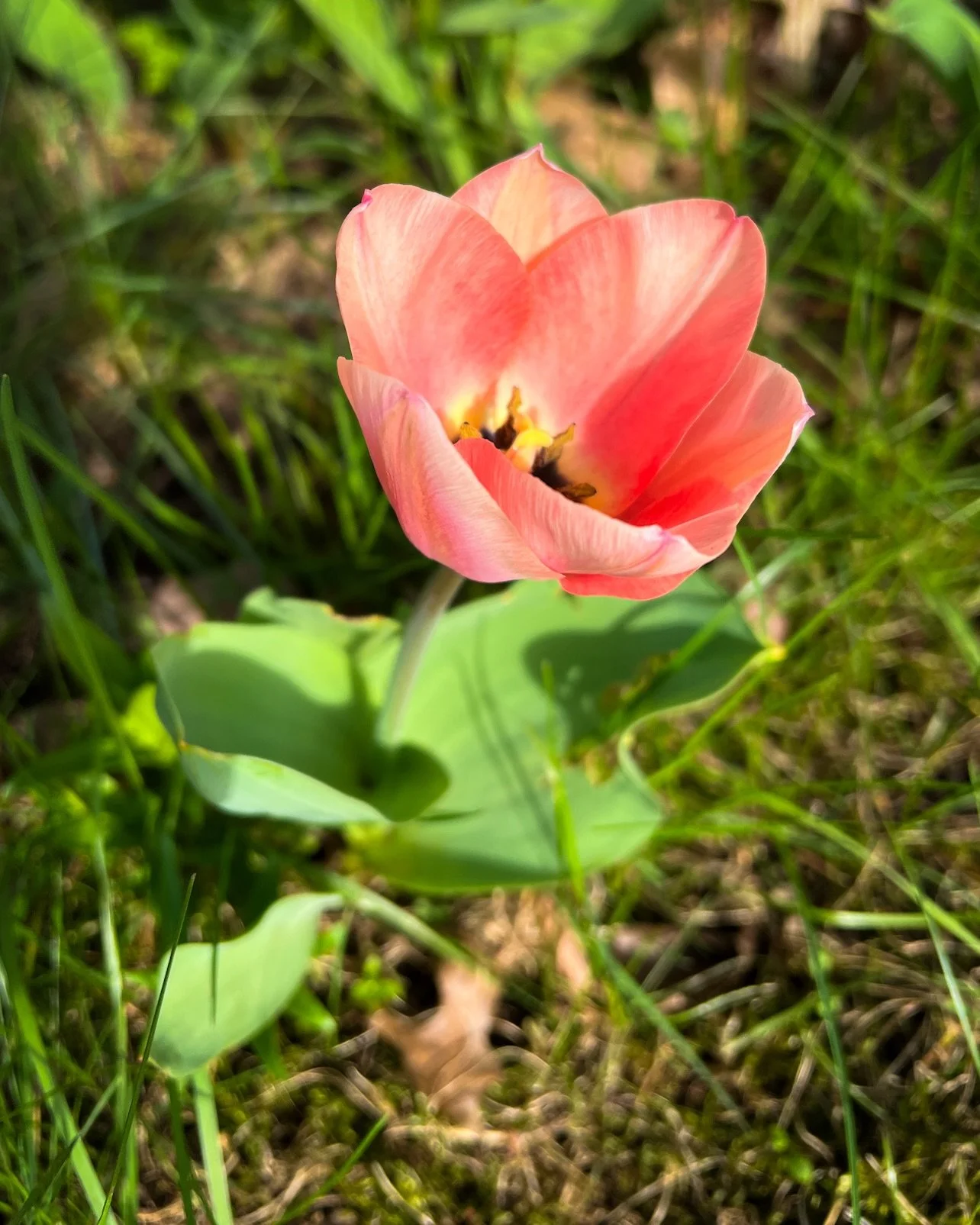 Finally seeing more sunshine and blooms in the garden.