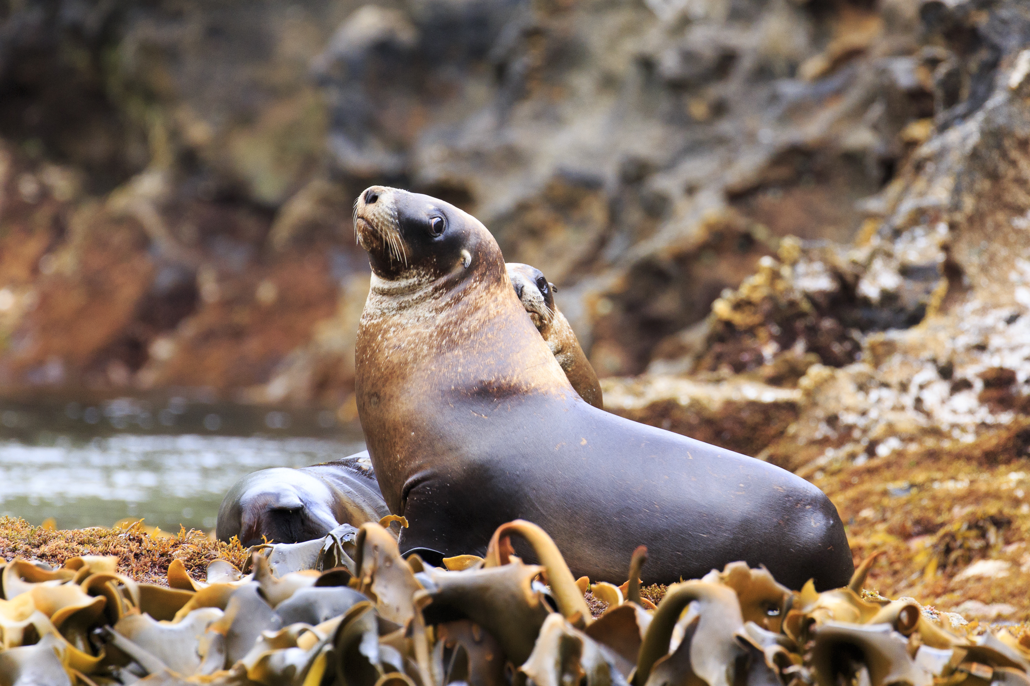 Hookers Sealion