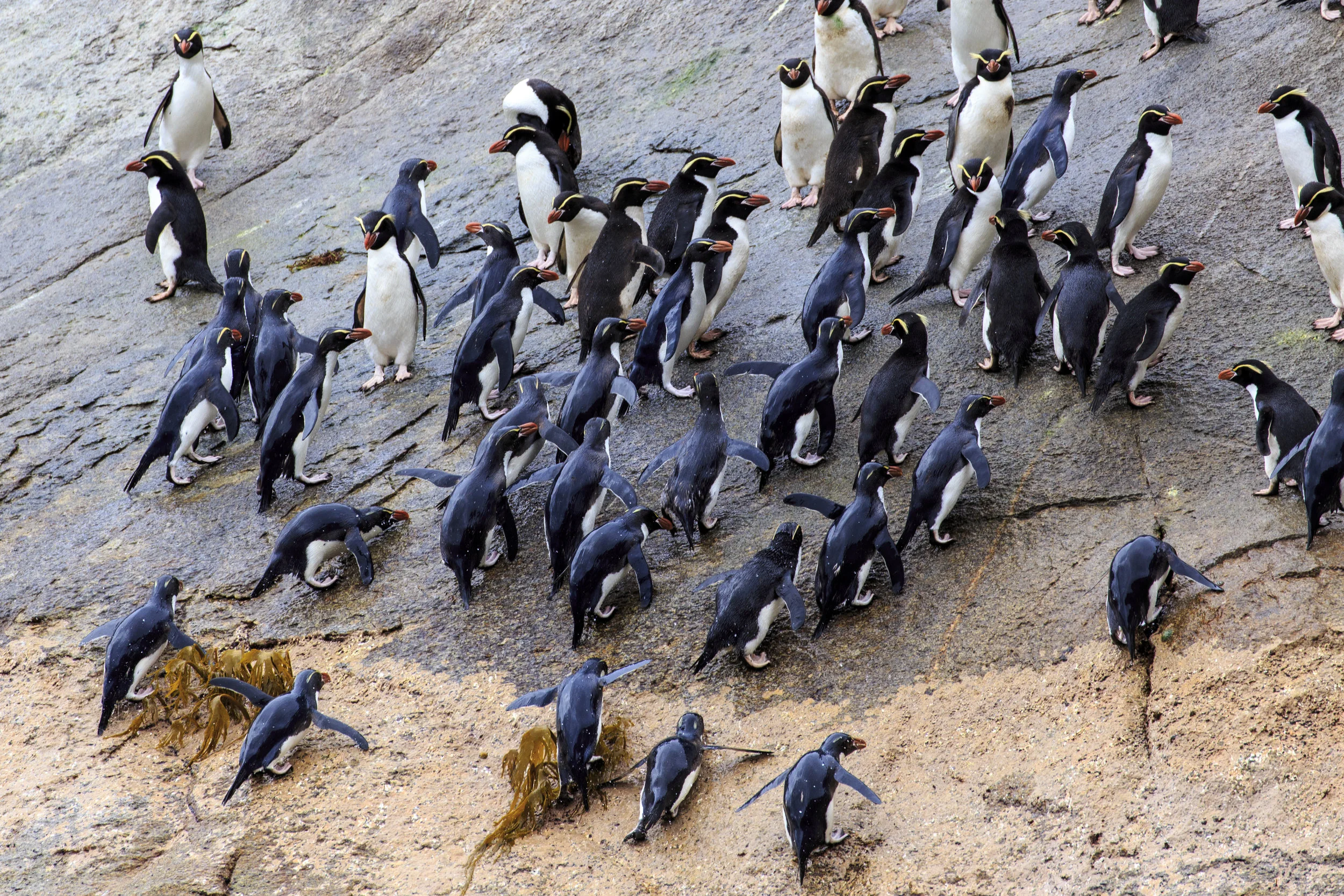 Snares Crested Penguin 