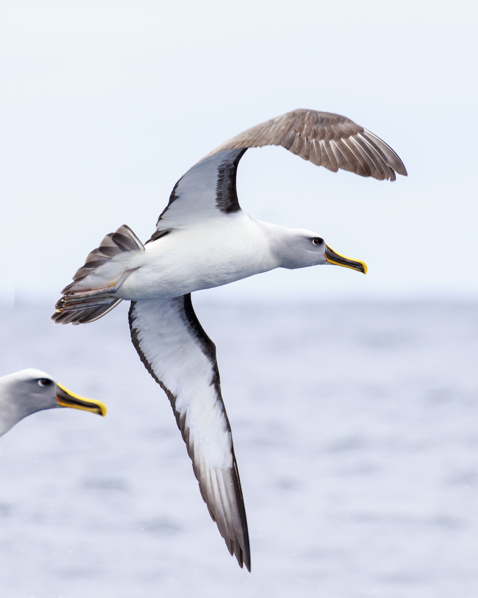 Bullers Albatross 