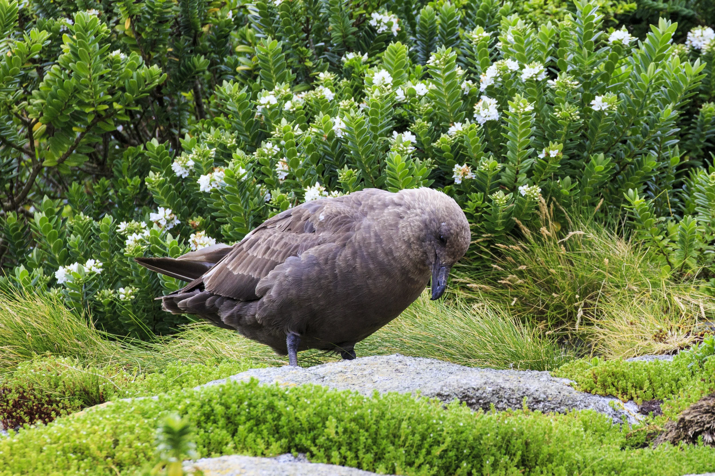 Skua 
