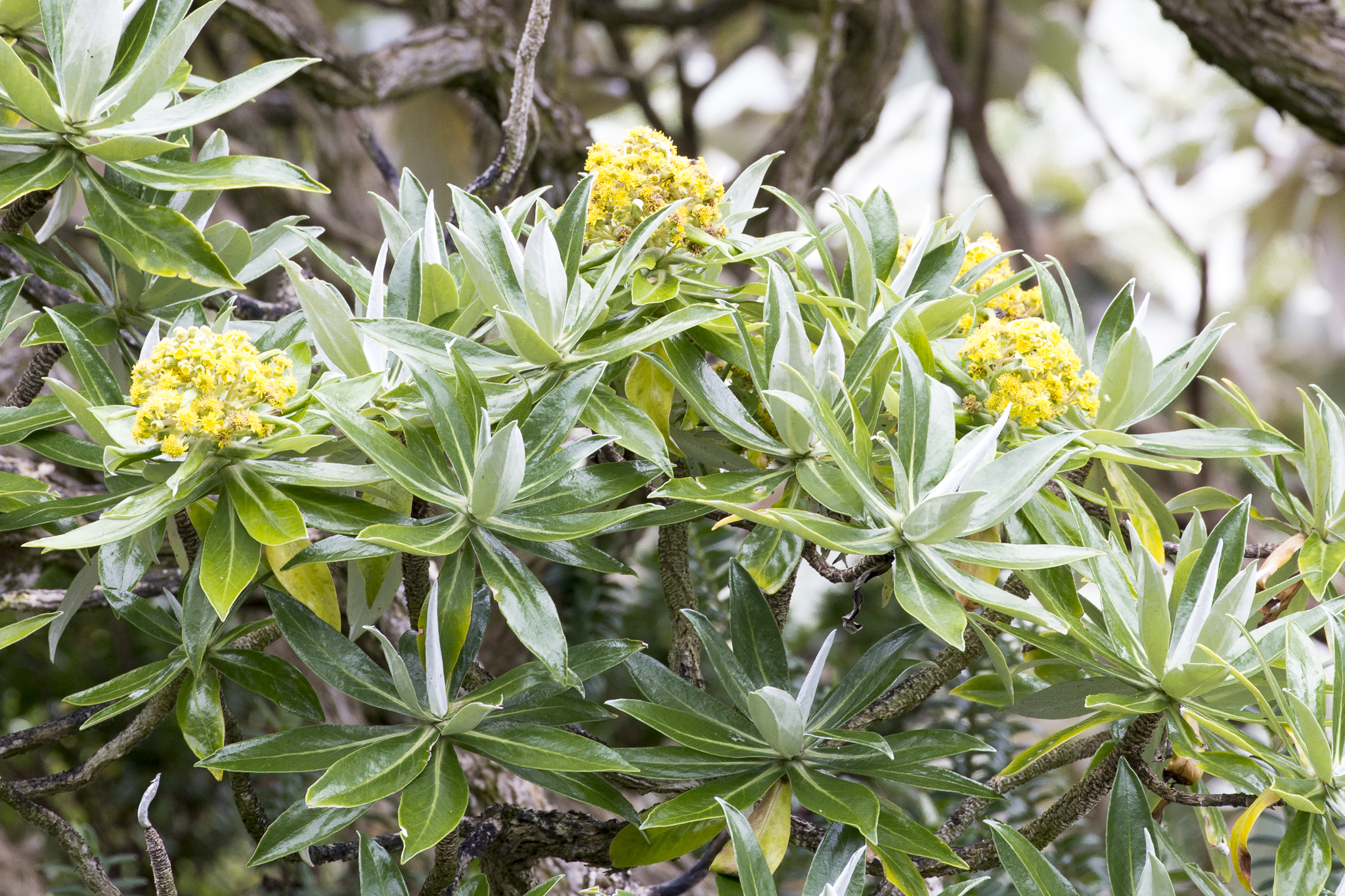 Brachyglottis stewartiae 