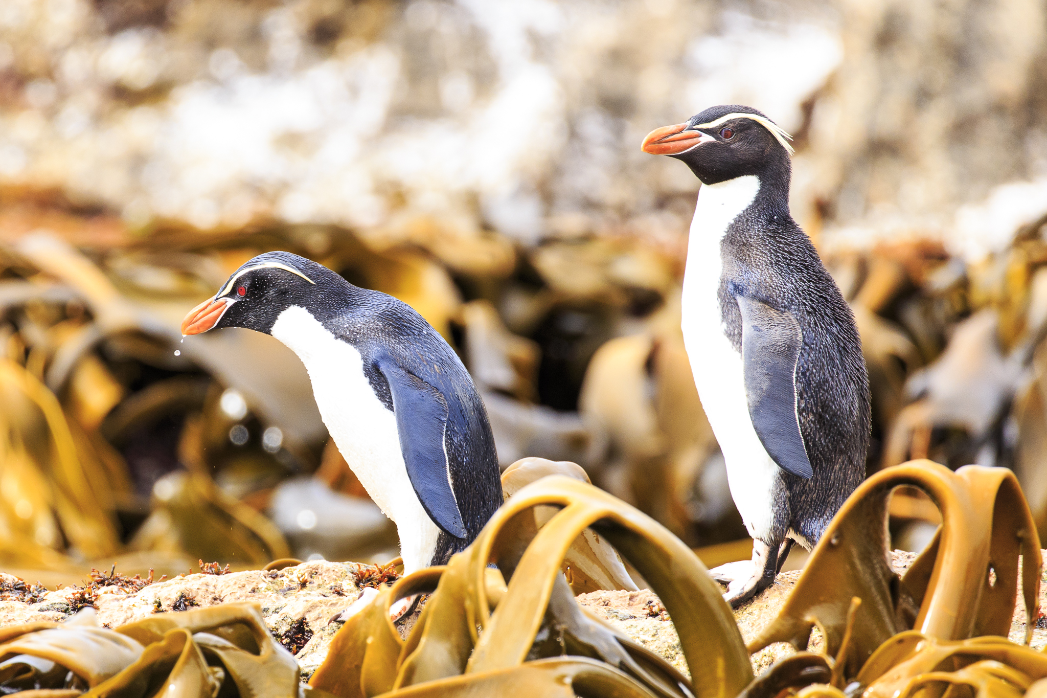 Snares Crested Penguin 