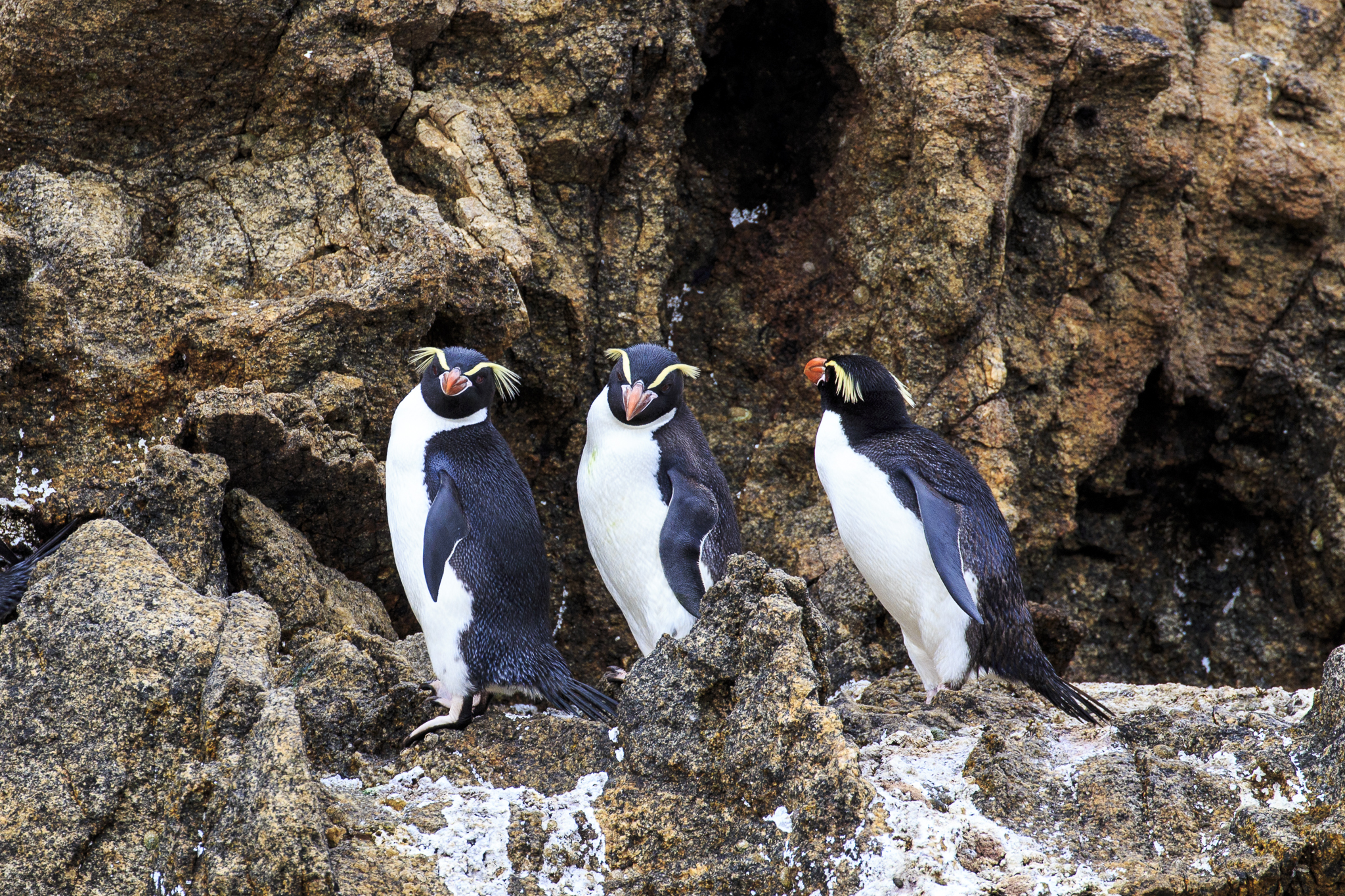 Snares Crested Penguin 