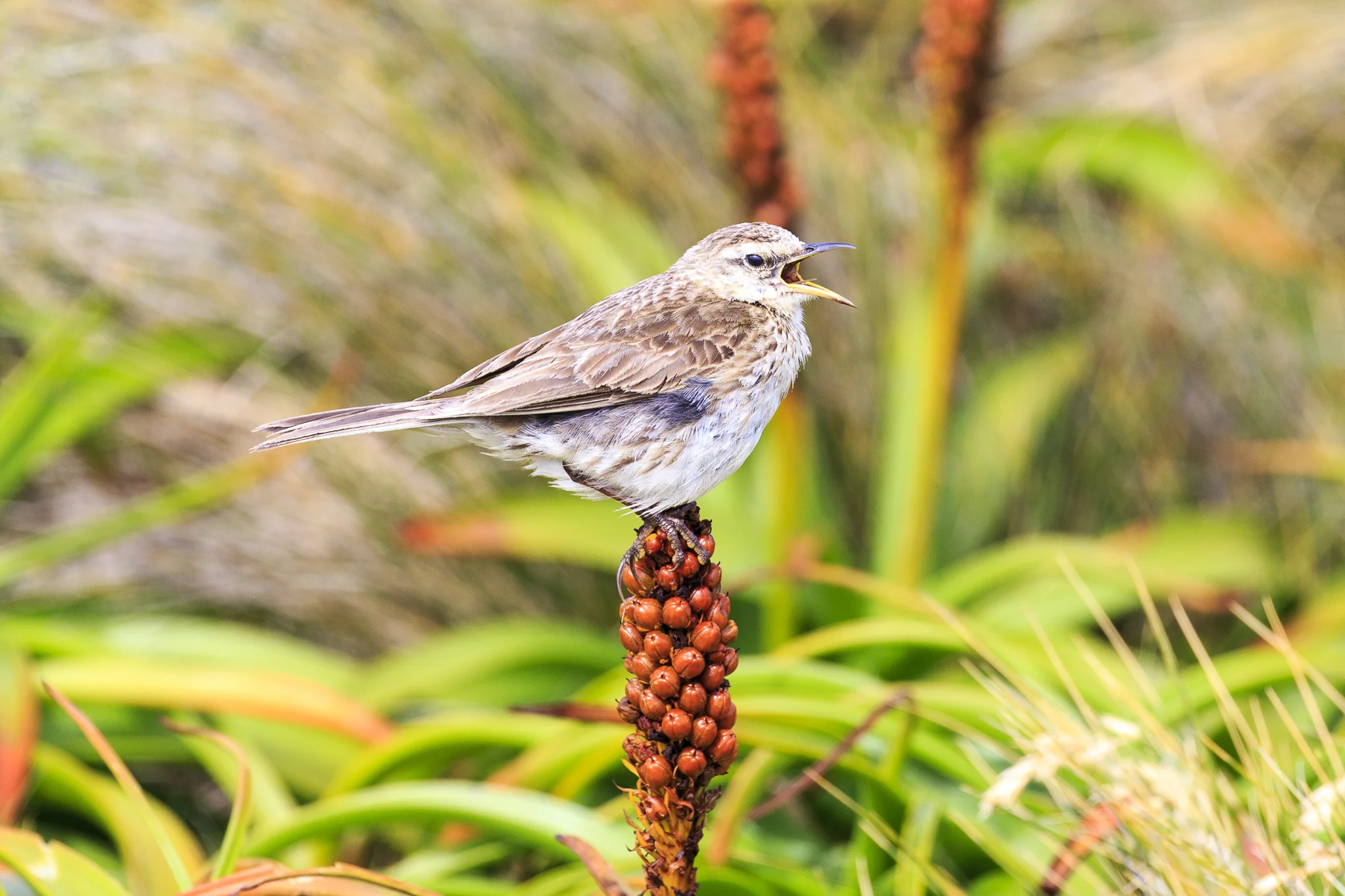 Auckland Island Pipit Enderby Island Subantarctic.jpg