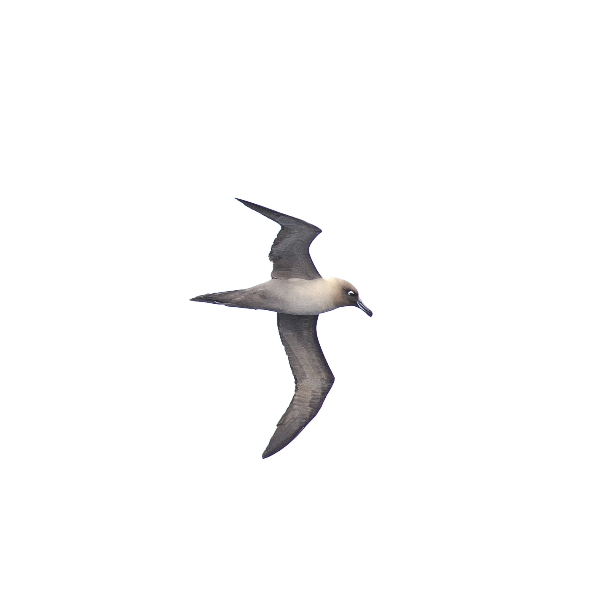 Light Mantled Sooty Albatross Enderby Island Subantarctic.jpg