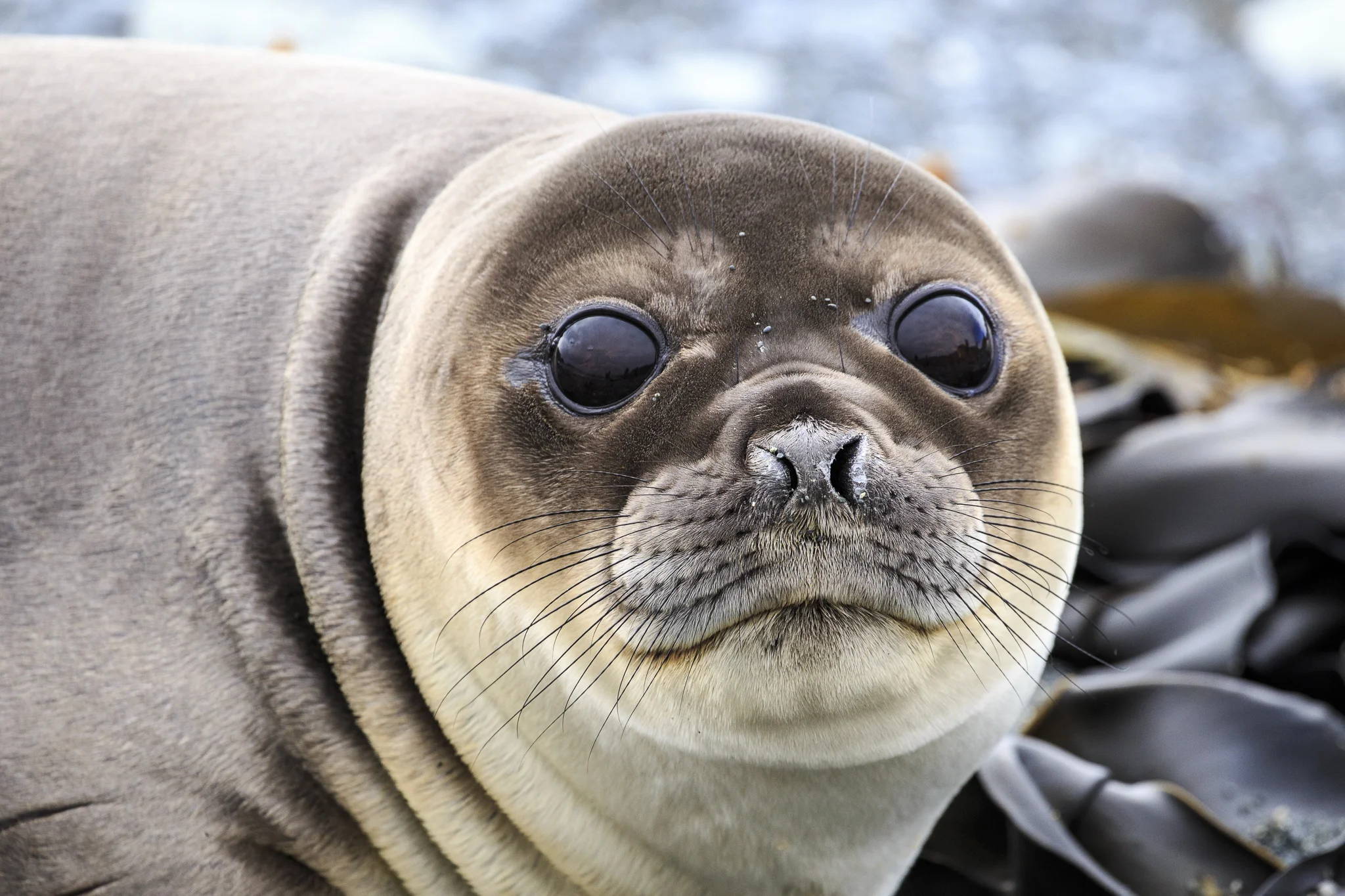 Elephant Seal, Macquarie Island subantarctic 4.jpg