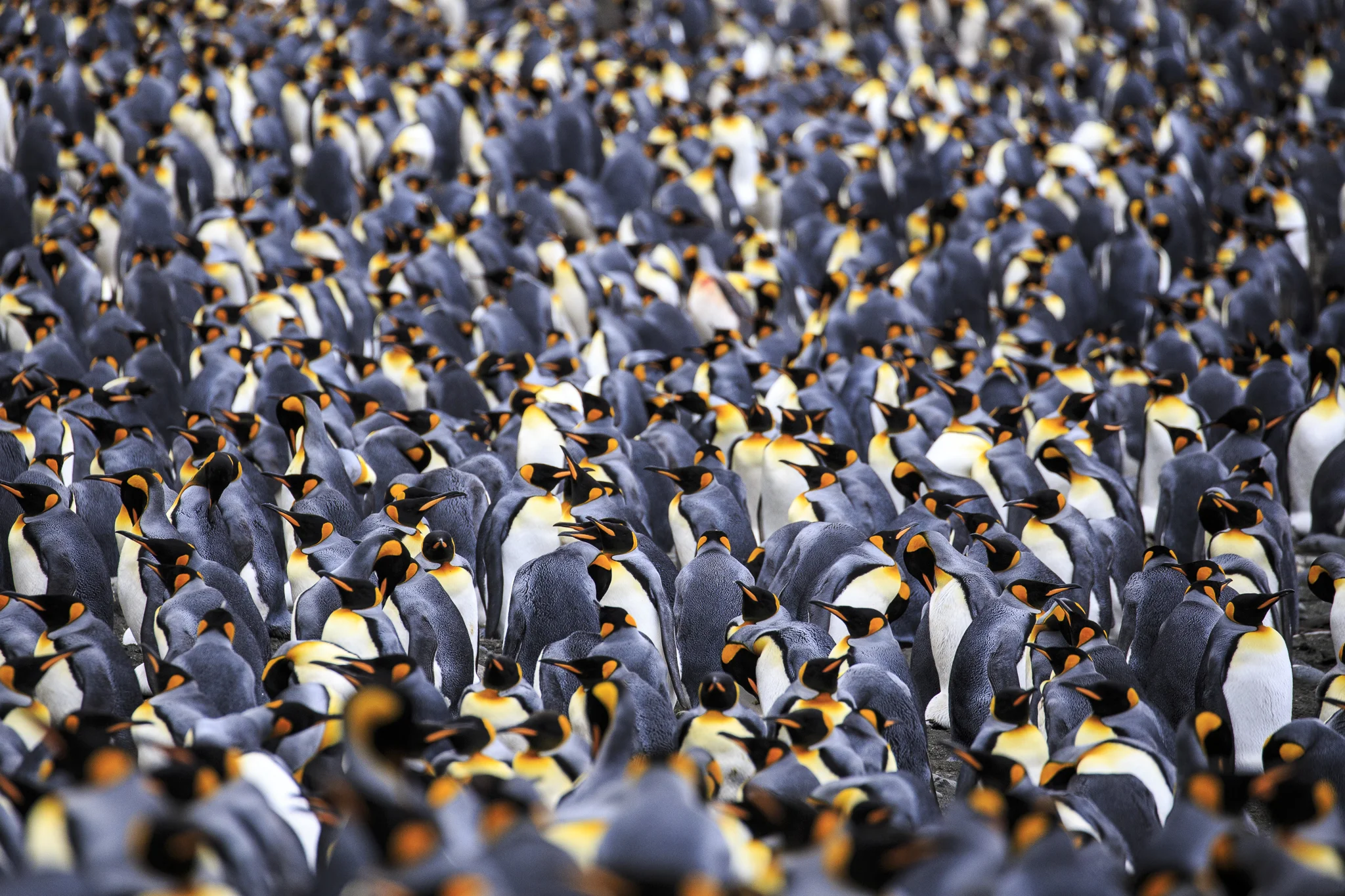 King Penguin Macquarie Island Subantartic 6.jpg