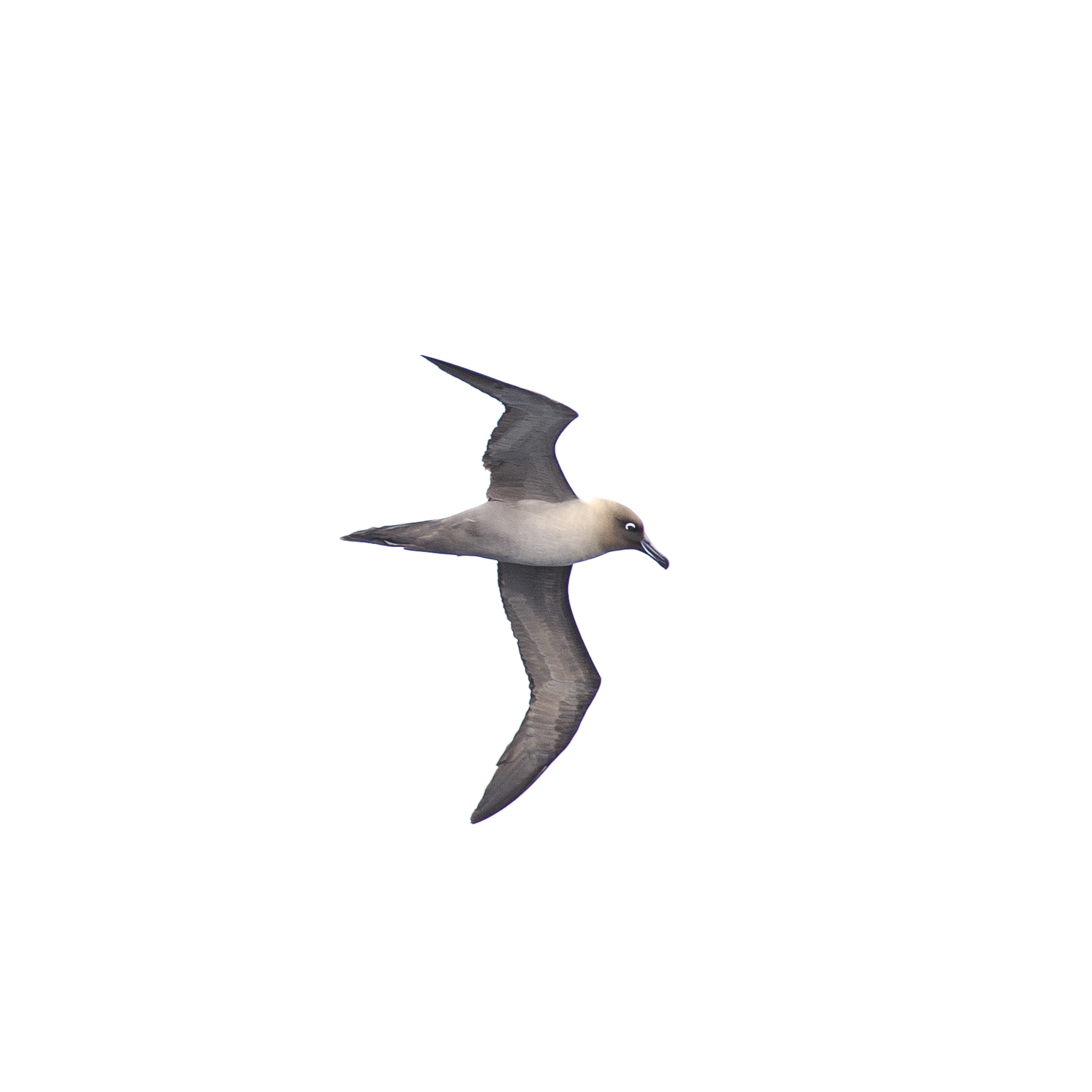 Light Mantled Sooty Albatross