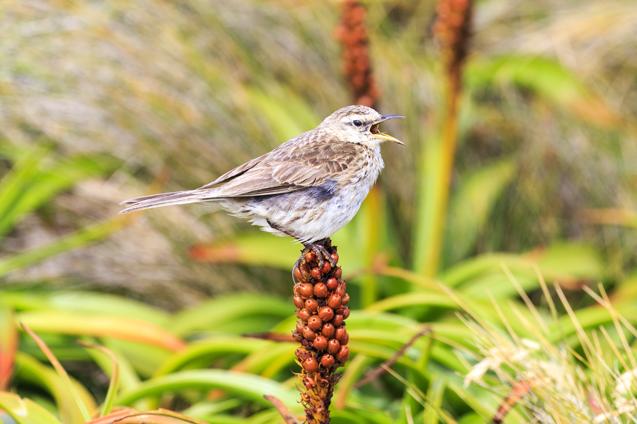 Auckland Island Pipit