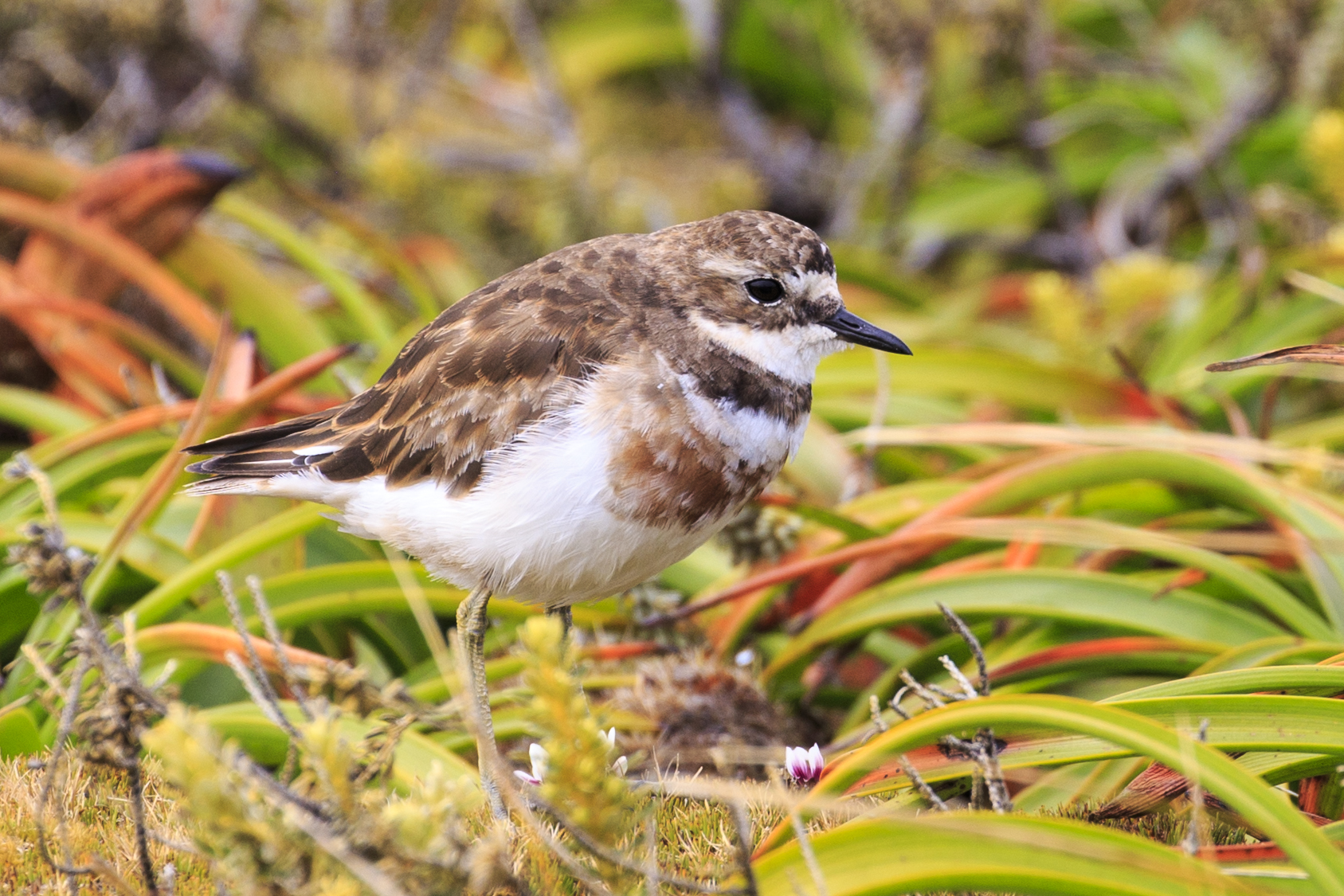 Banded Dotterel