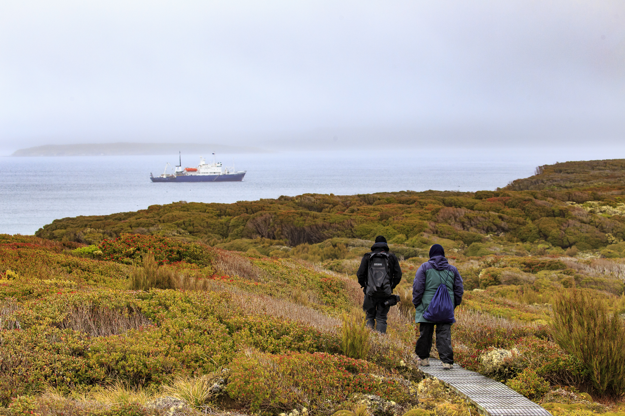 The boardwalk, Enderby Island
