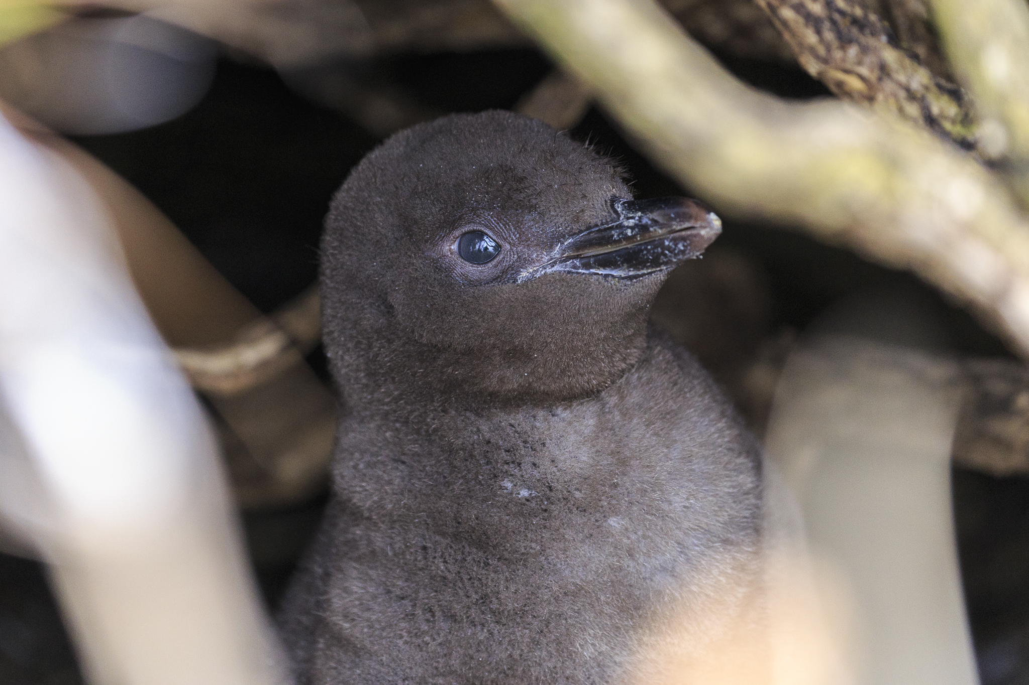 Yellow-eyed Penguin chick