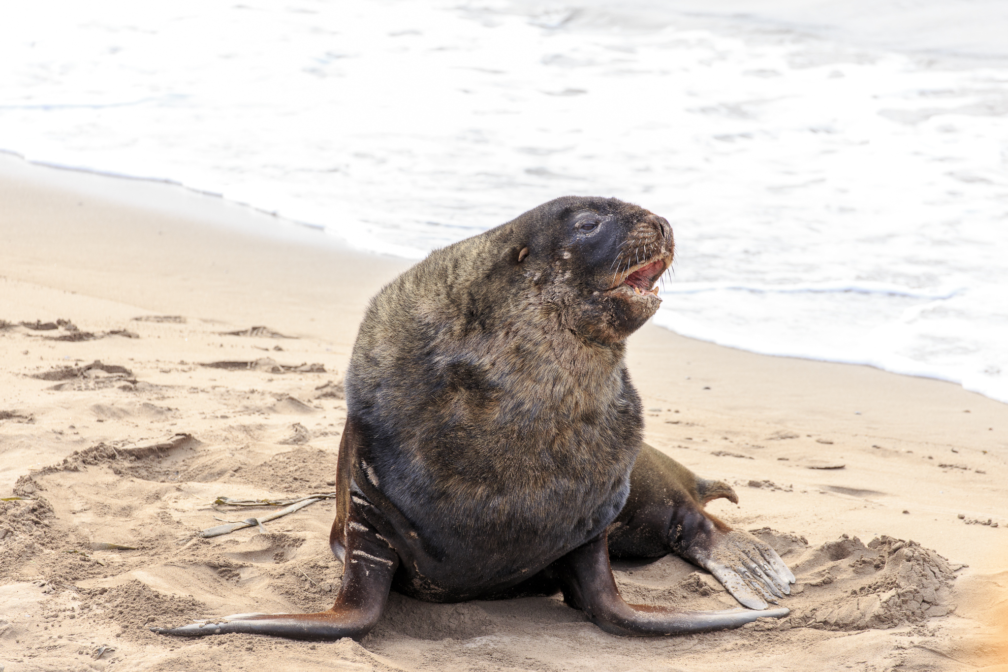 Hookers Sealion - Beach Master
