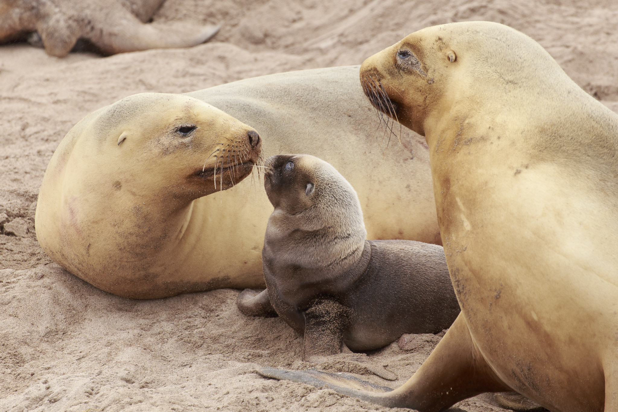 Hookers Sealion