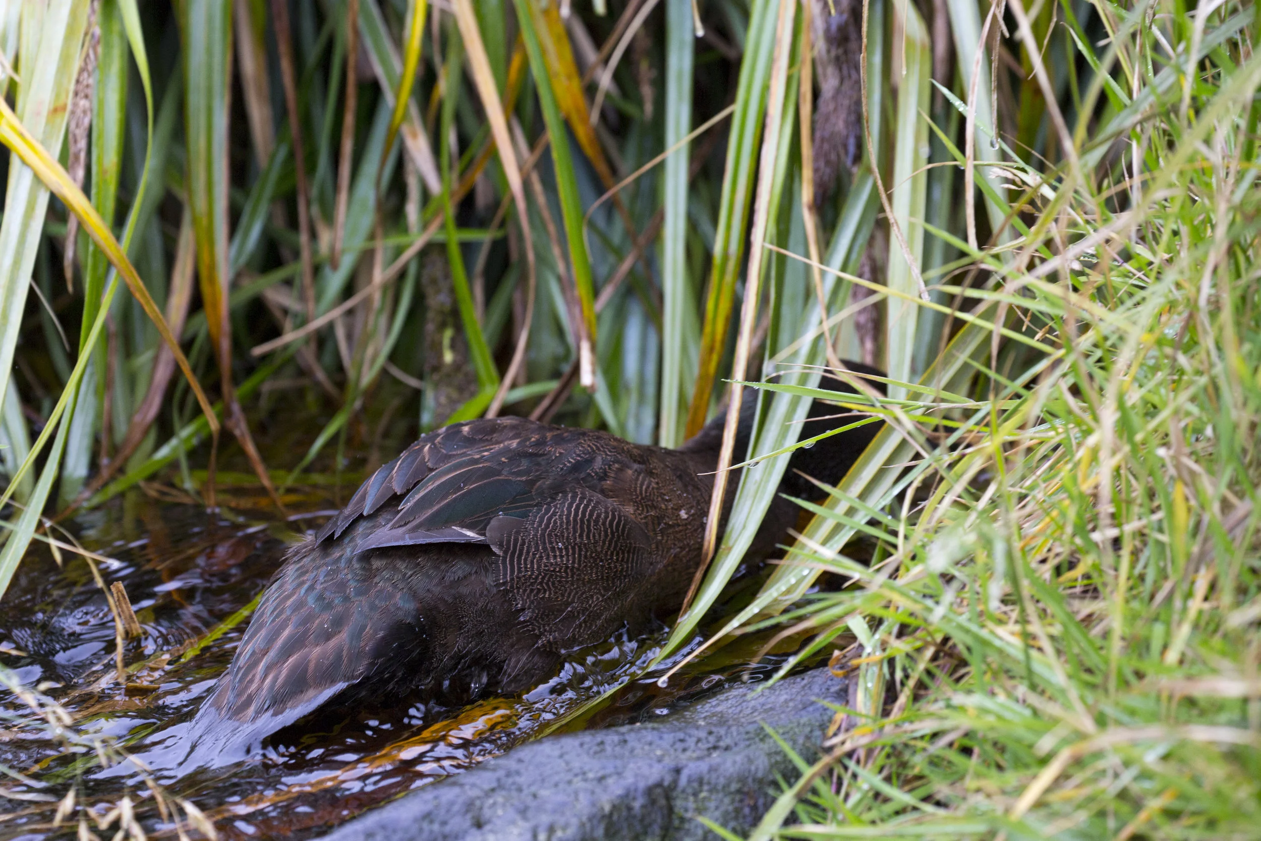 Auckland Island Teal
