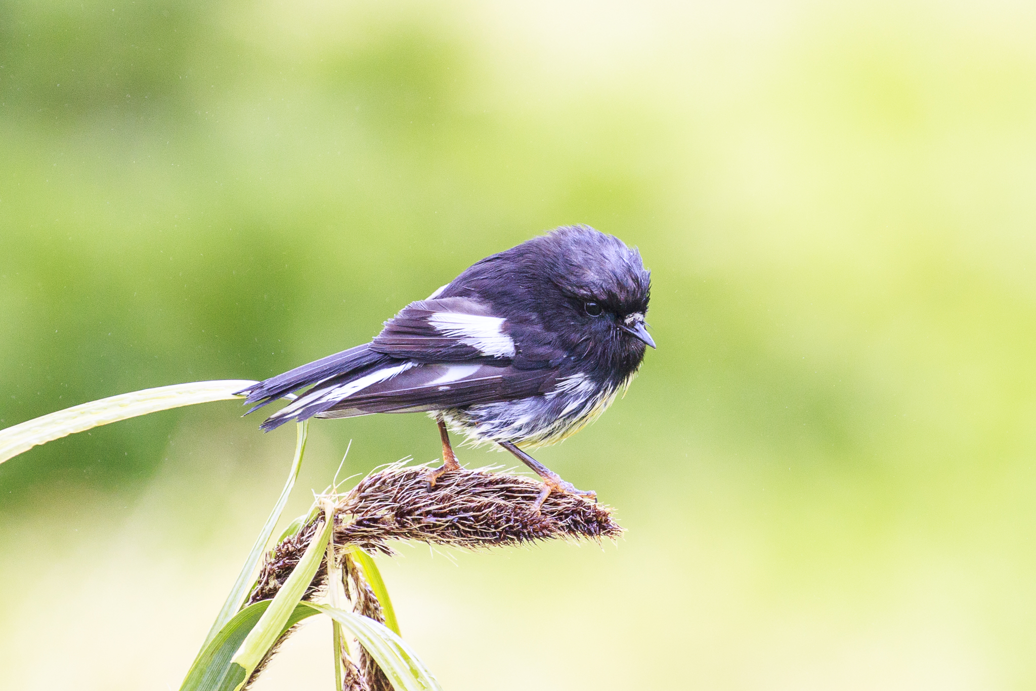 Auckland Island Tomtit